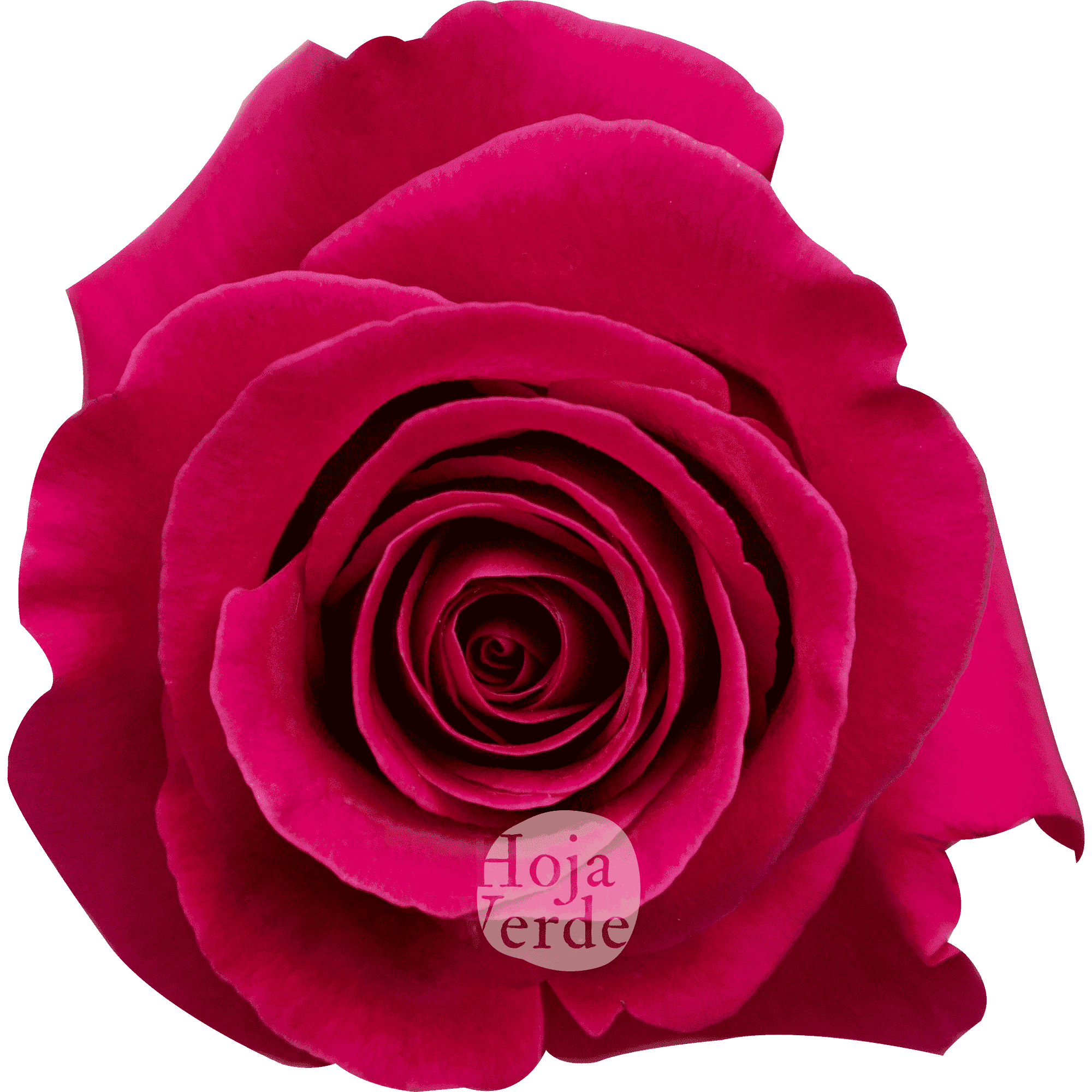 Bright hot pink Pink Floyd rose from Ecuador with a large bloom and sturdy petals by Hoja Verde.