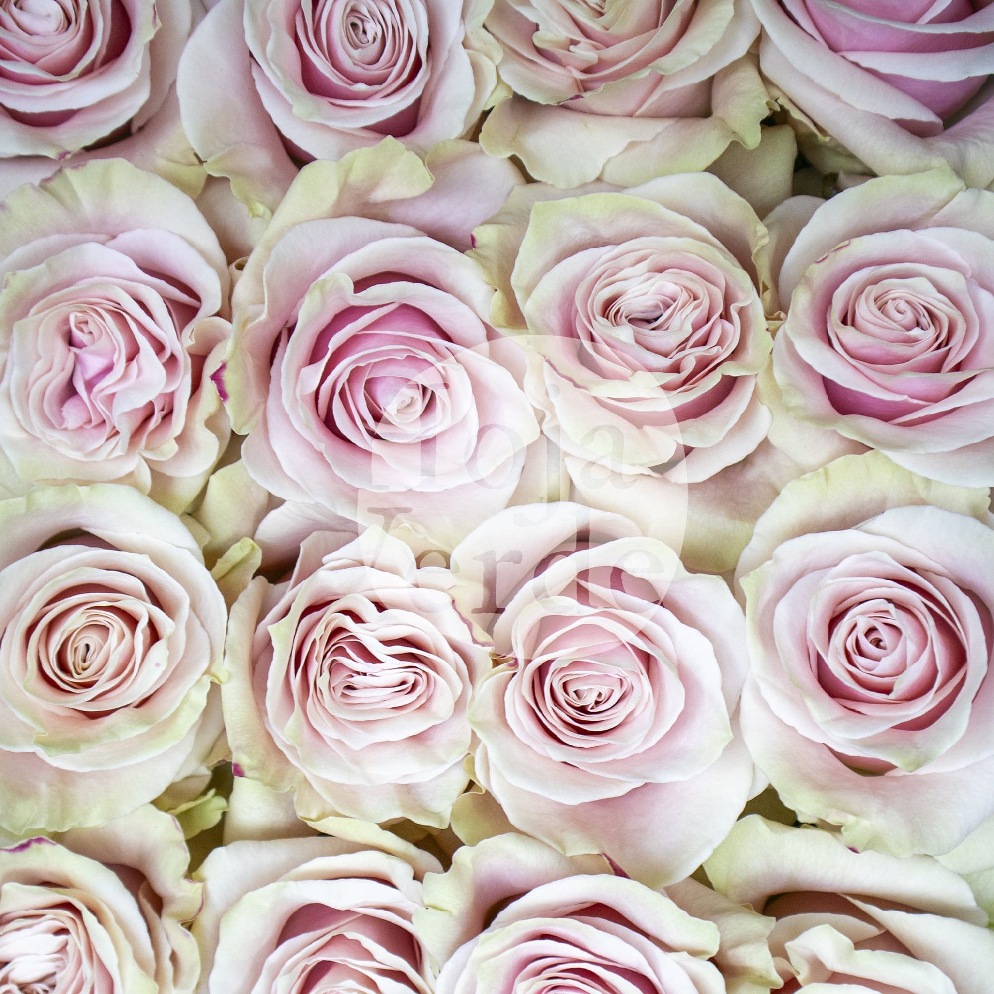 Pale pink Pink Mondial rose with soft mint green outer petals by Hoja Verde.
