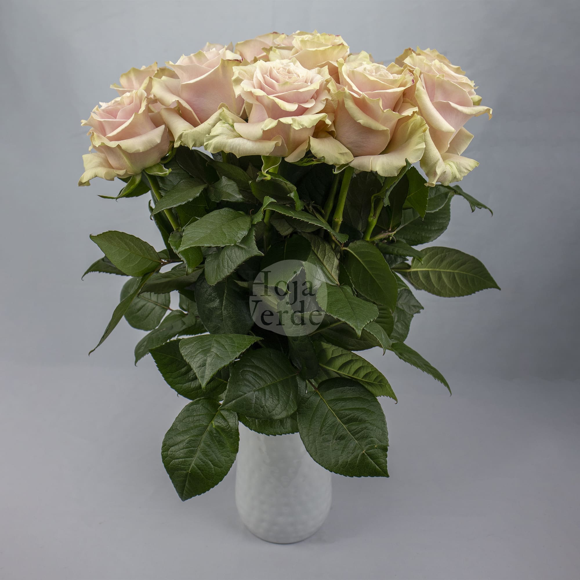 Pale pink Pink Mondial rose with soft mint green outer petals by Hoja Verde.