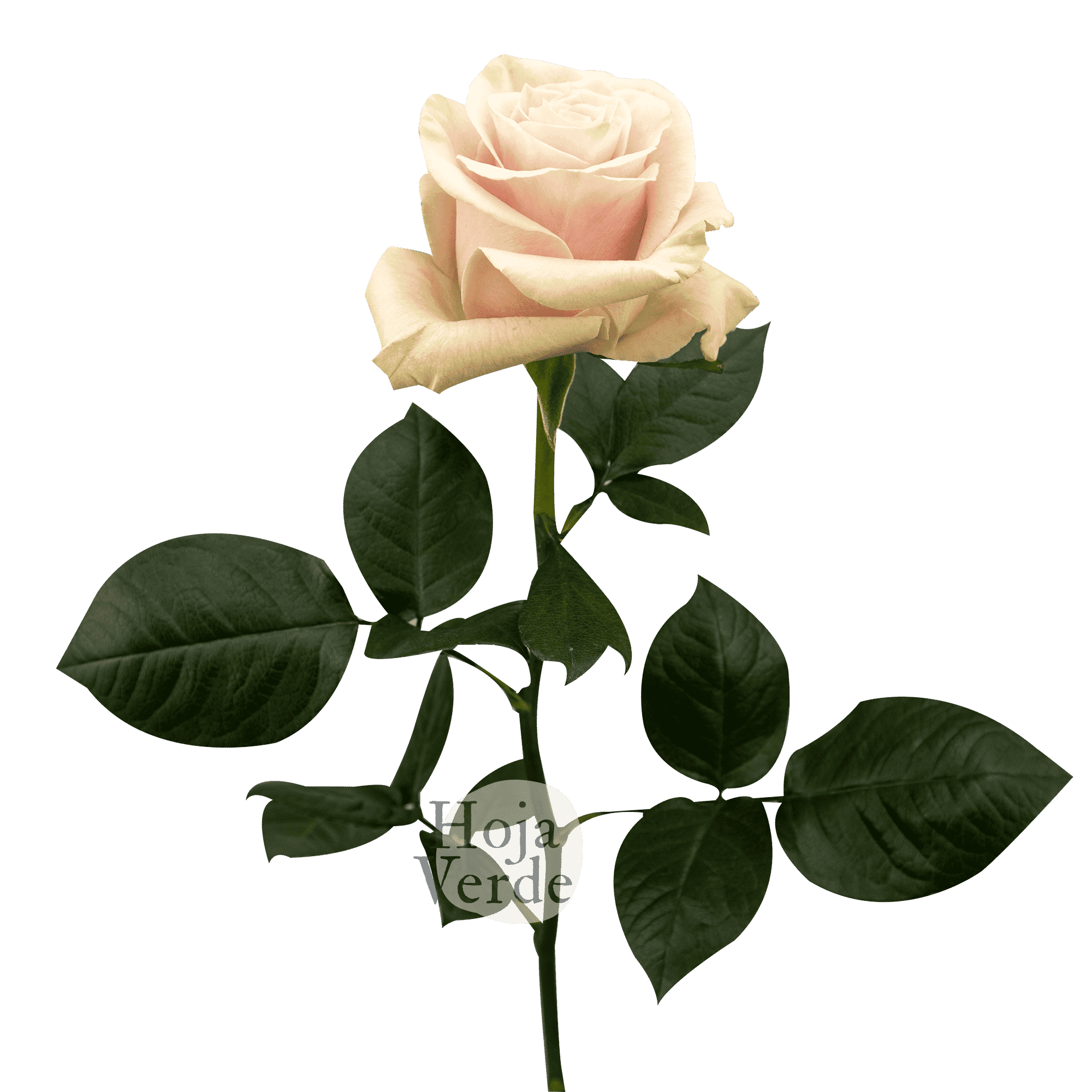 Pale pink Pink Mondial rose with soft mint green outer petals by Hoja Verde.