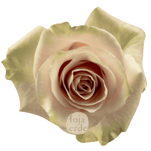 Pale pink Pink Mondial rose with soft mint green outer petals by Hoja Verde.