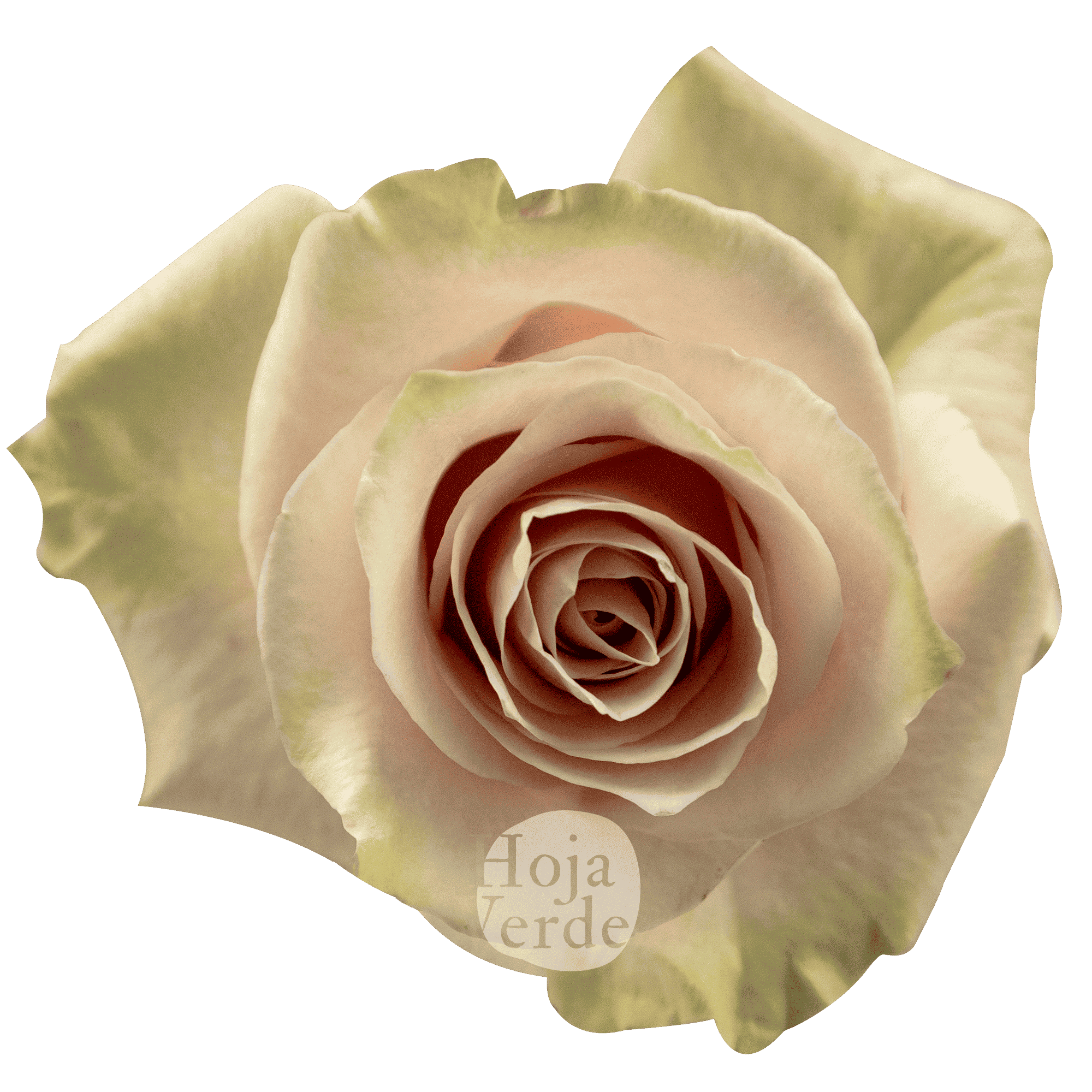 Pale pink Pink Mondial rose with soft mint green outer petals by Hoja Verde.