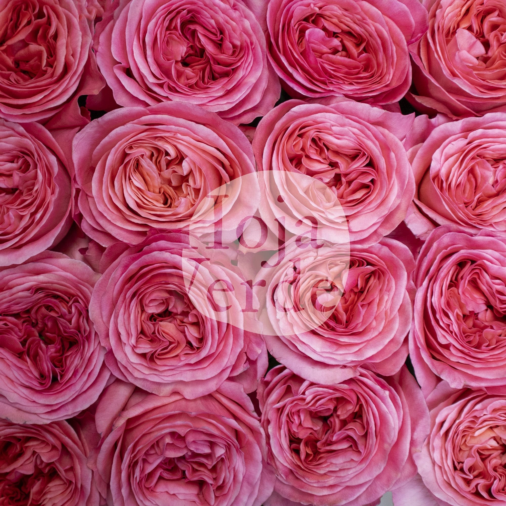 Pink X-pression garden rose with ruffled petals in pink and coral tones by Hoja Verde.