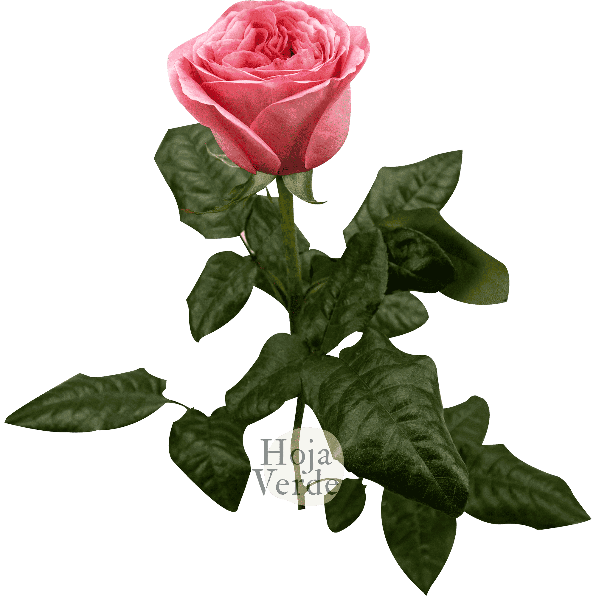 Pink X-pression garden rose with ruffled petals in pink and coral tones by Hoja Verde.