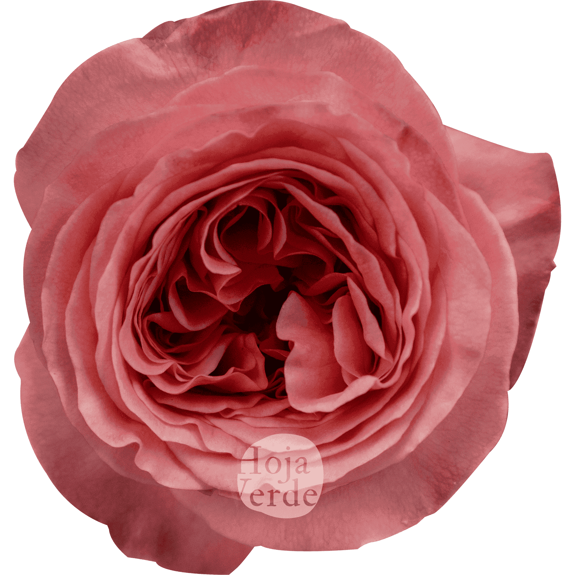 Pink X-pression garden rose with ruffled petals in pink and coral tones by Hoja Verde.