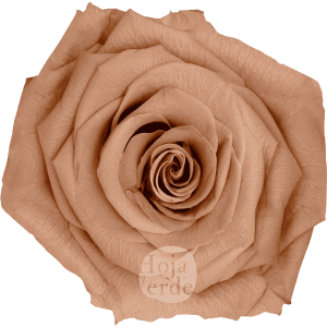 Discover Apricot by Hoja Verde, preserved and tinted Ecuadorian rose in a soft pastel peach tone