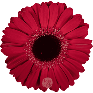 Armor, red gerbera grown in Ecuador by Hoja Verde