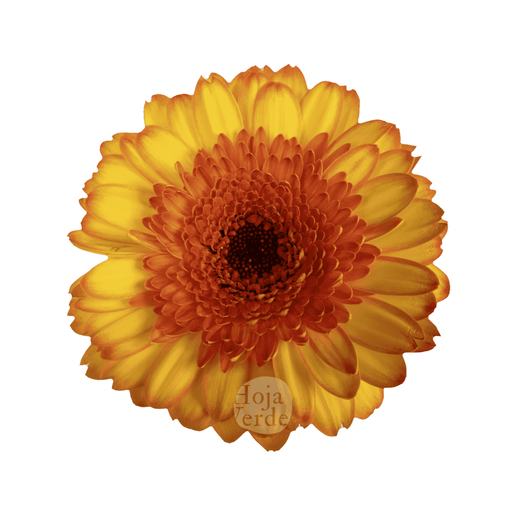 Barbados, bicolor gerbera grown in Ecuador by Hoja Verde