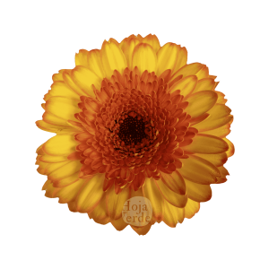 Barbados, bicolor gerbera grown in Ecuador by Hoja Verde