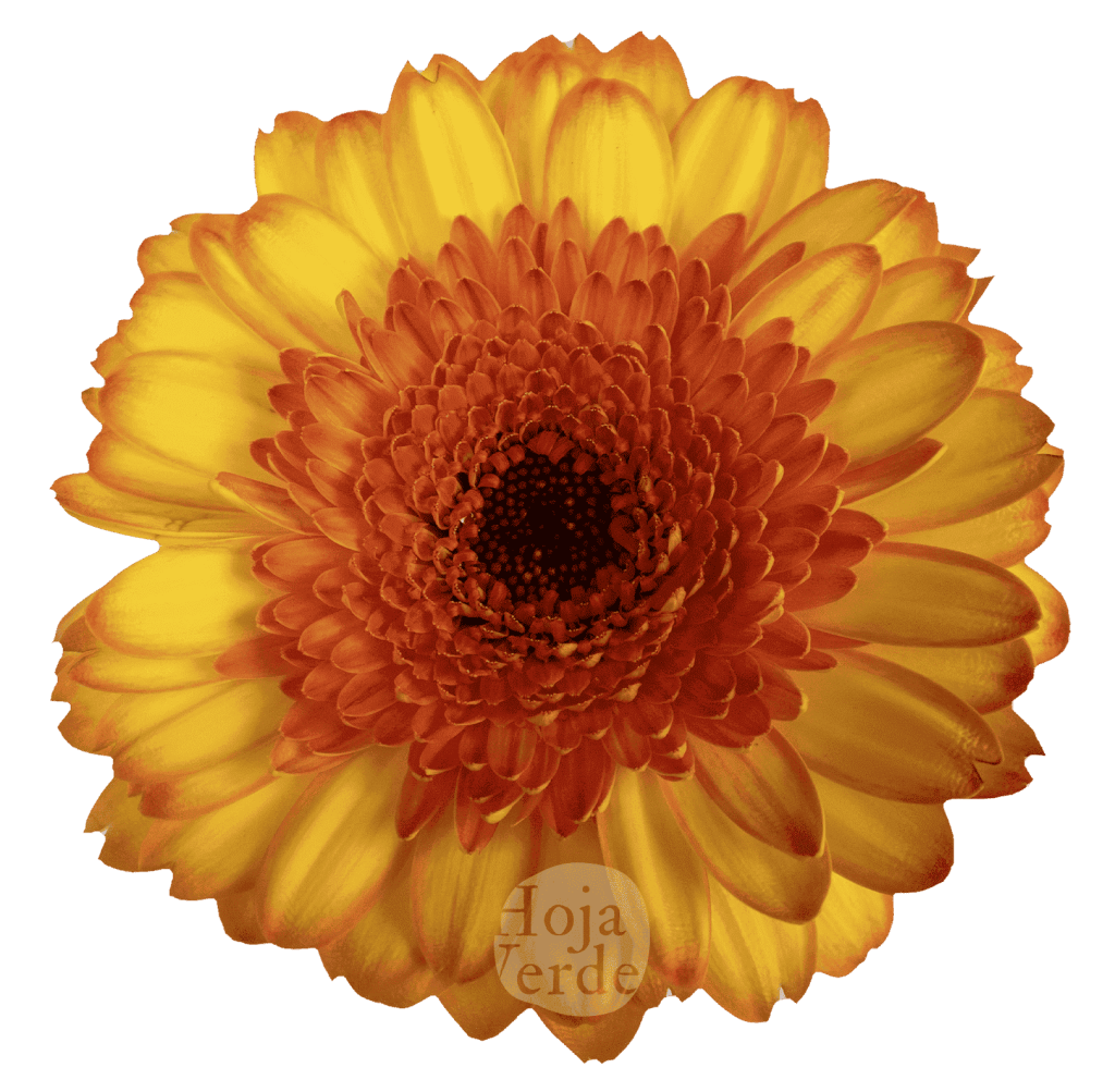 Barbados, bicolor gerbera grown in Ecuador by Hoja Verde