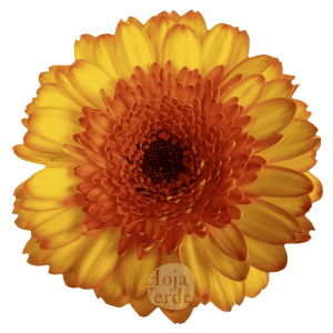 Barbados, bicolor gerbera grown in Ecuador by Hoja Verde