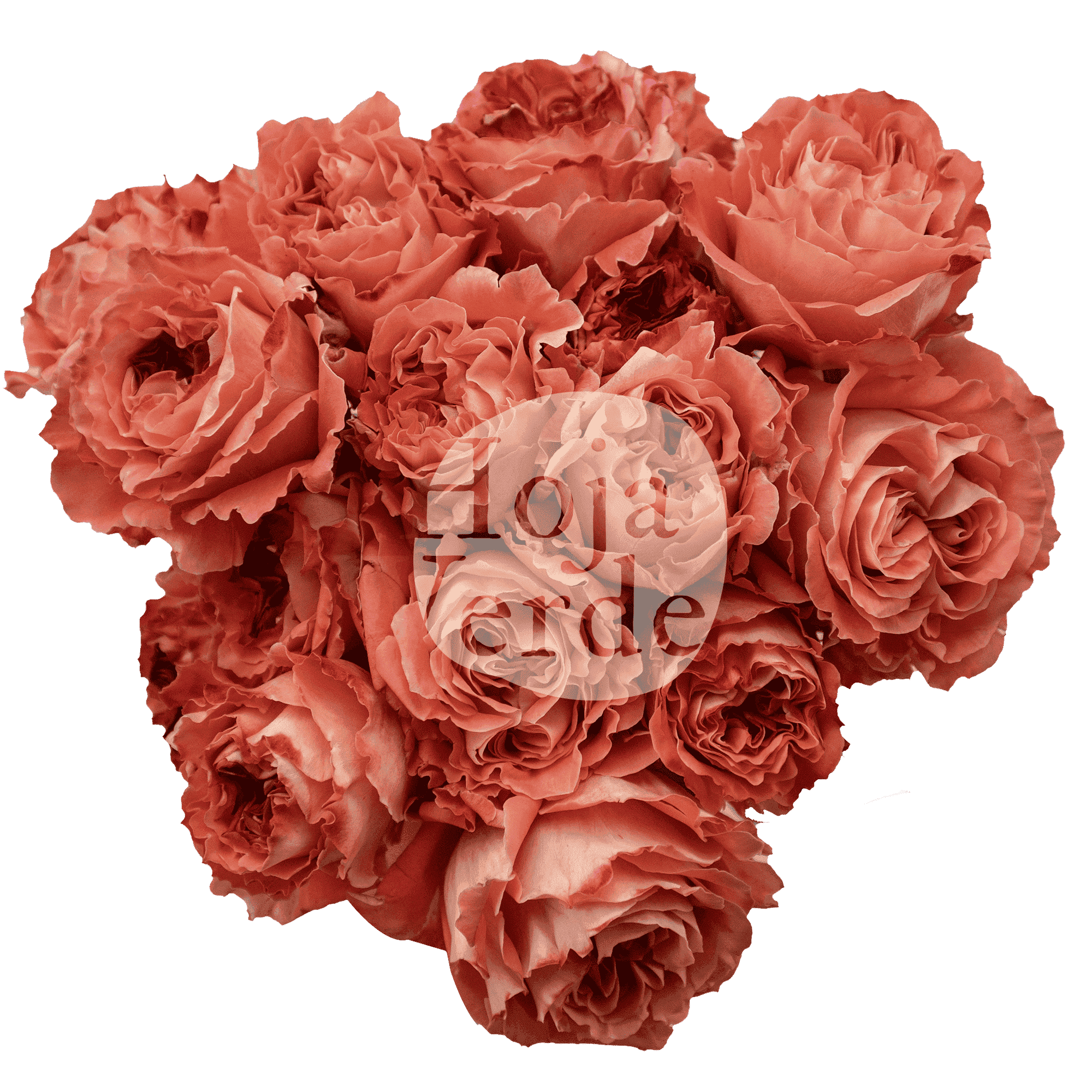 Spray Rose Bellalinda Monet premium Ecuadorian spray rose by Hoja Verde — warm orange-peach tone