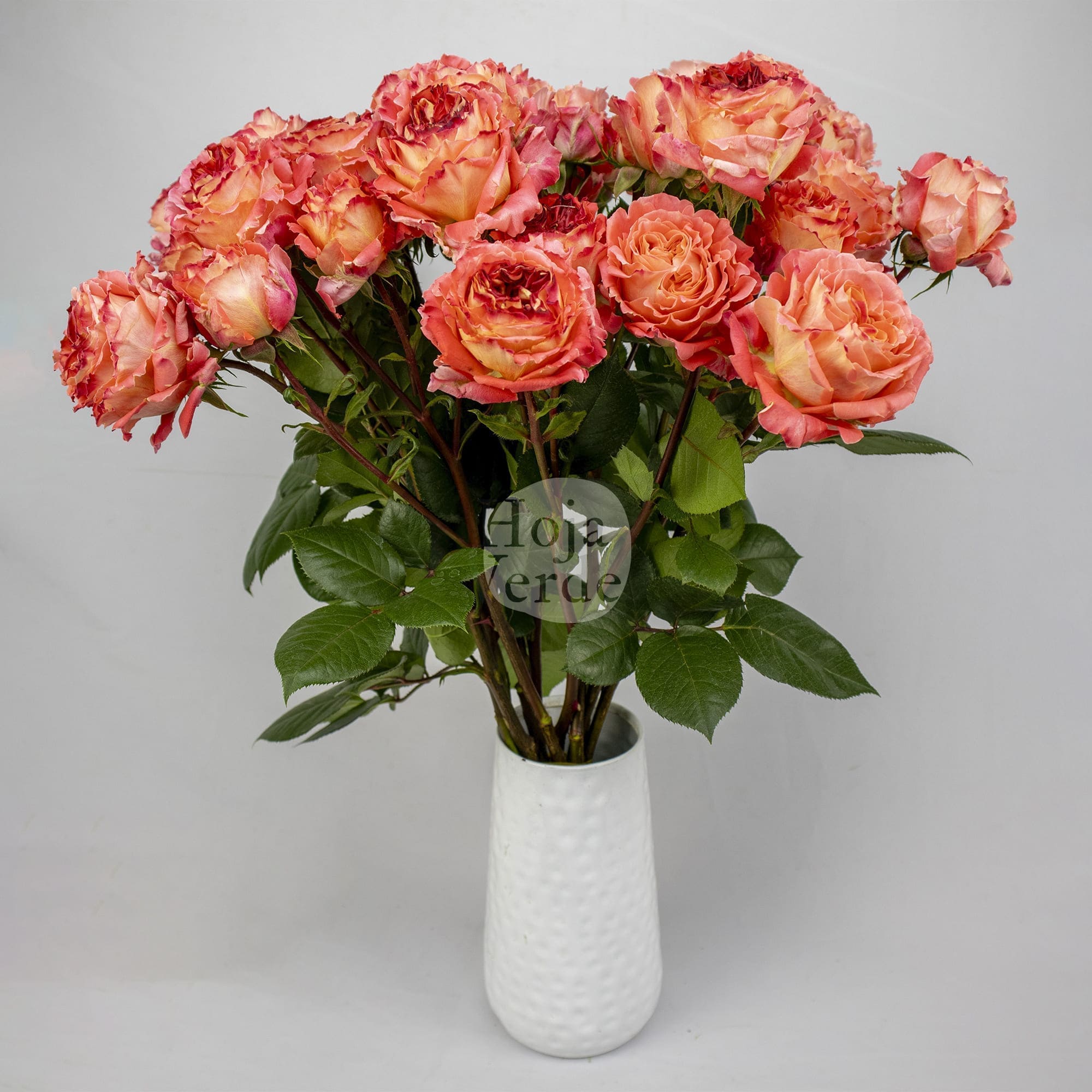 Spray Rose Bellalinda Monet premium Ecuadorian spray rose by Hoja Verde — warm orange-peach tone