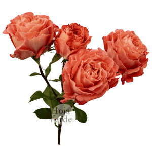 Spray Rose Bellalinda Monet premium Ecuadorian spray rose by Hoja Verde — warm orange-peach tone