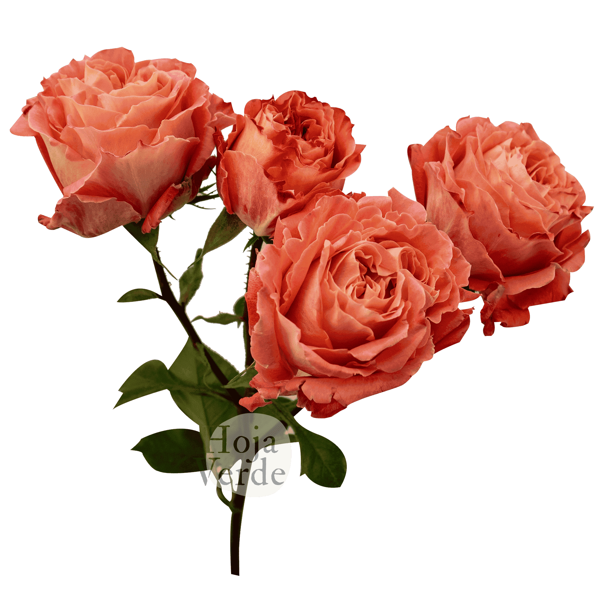 Spray Rose Bellalinda Monet premium Ecuadorian spray rose by Hoja Verde — warm orange-peach tone