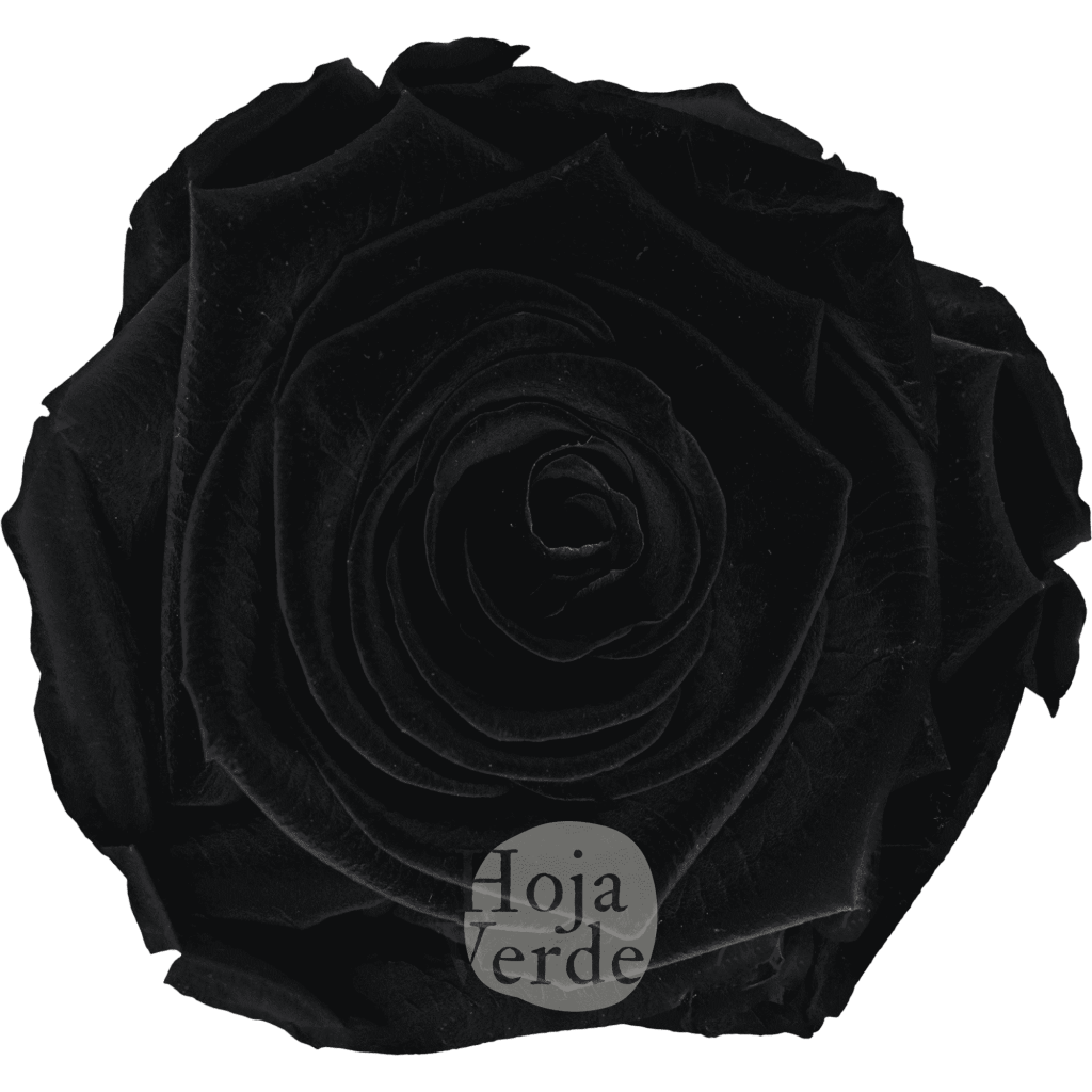 Black by Hoja Verde, Ecuadorian Preserved & Tinted Rose in deep black