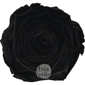 Black by Hoja Verde, Ecuadorian Preserved & Tinted Rose in deep black