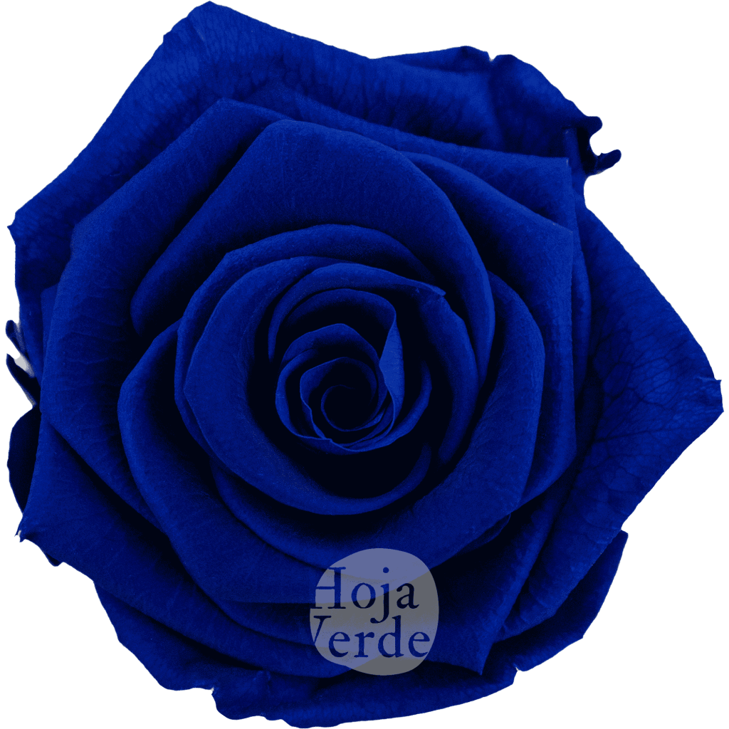 Blue by Hoja Verde — Ecuadorian Preserved & Tinted Rose in deep blue