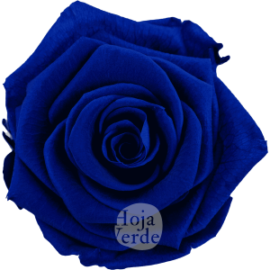 Blue by Hoja Verde — Ecuadorian Preserved & Tinted Rose in deep blue