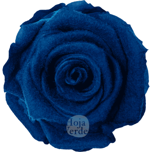 Teddy Blue preserved rose, vibrant blue tone with velvety, fluffy texture by Hoja Verde.
