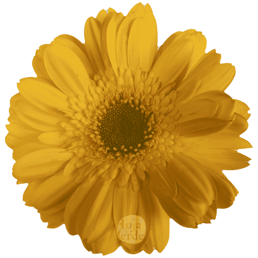 Bonamare, yellow gerbera grown in Ecuador by Hoja Verde