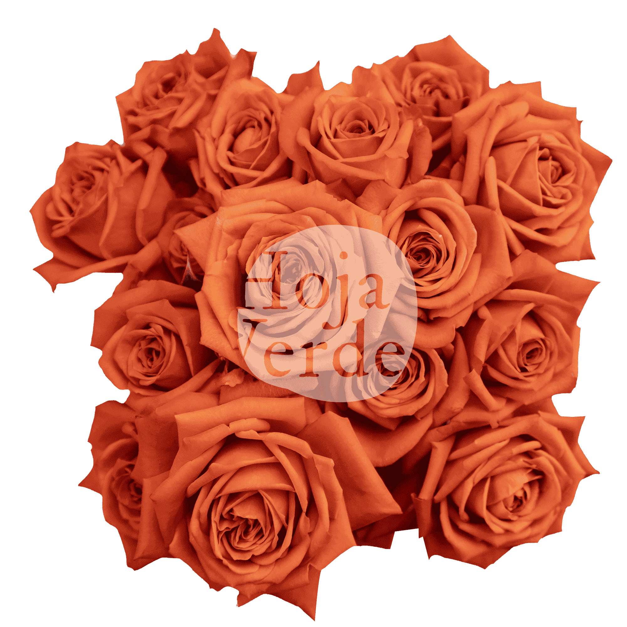 Bright Sensation by Hoja Verde is a premium Ecuadorian spray rose featuring an exceptionally bright orange hue