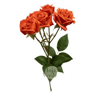 Bright Sensation by Hoja Verde is a premium Ecuadorian spray rose featuring an exceptionally bright orange hue
