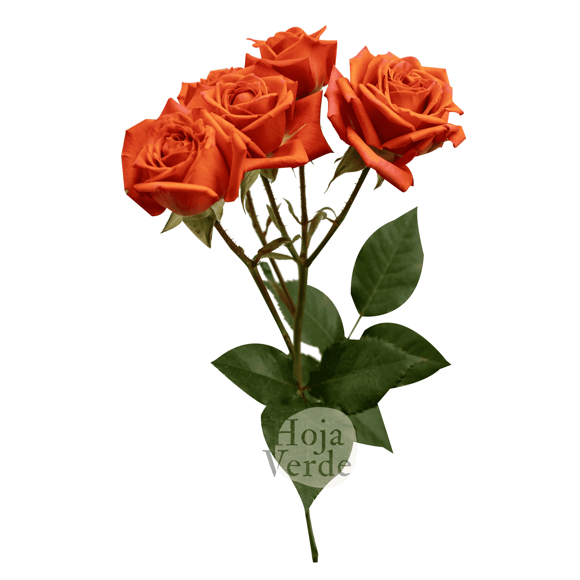 Bright Sensation by Hoja Verde is a premium Ecuadorian spray rose featuring an exceptionally bright orange hue