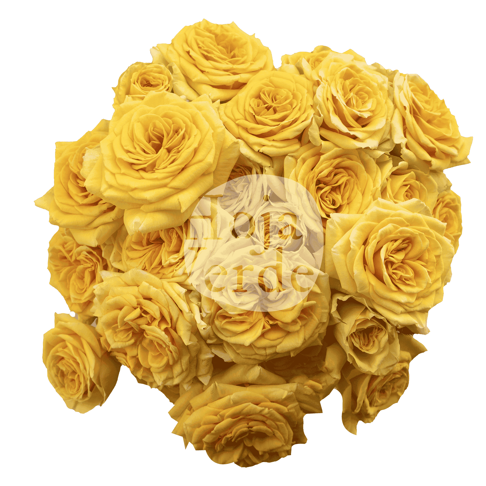 Brilliant Stars Leo vivid yellow, premium Ecuadorian spray rose by Hoja Verde