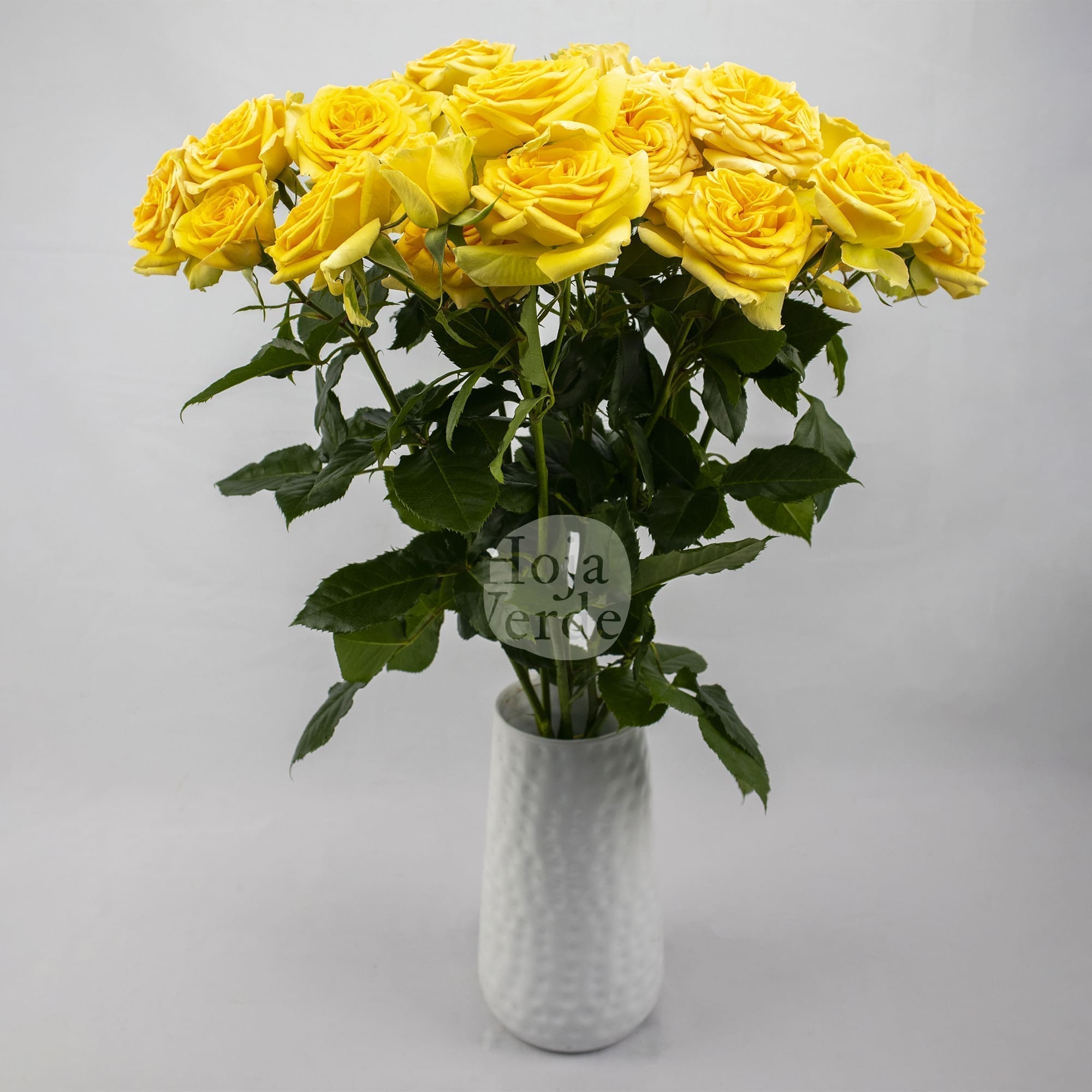 Brilliant Stars Leo vivid yellow, premium Ecuadorian spray rose by Hoja Verde