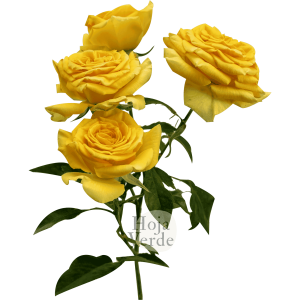 Brilliant Stars Leo vivid yellow, premium Ecuadorian spray rose by Hoja Verde