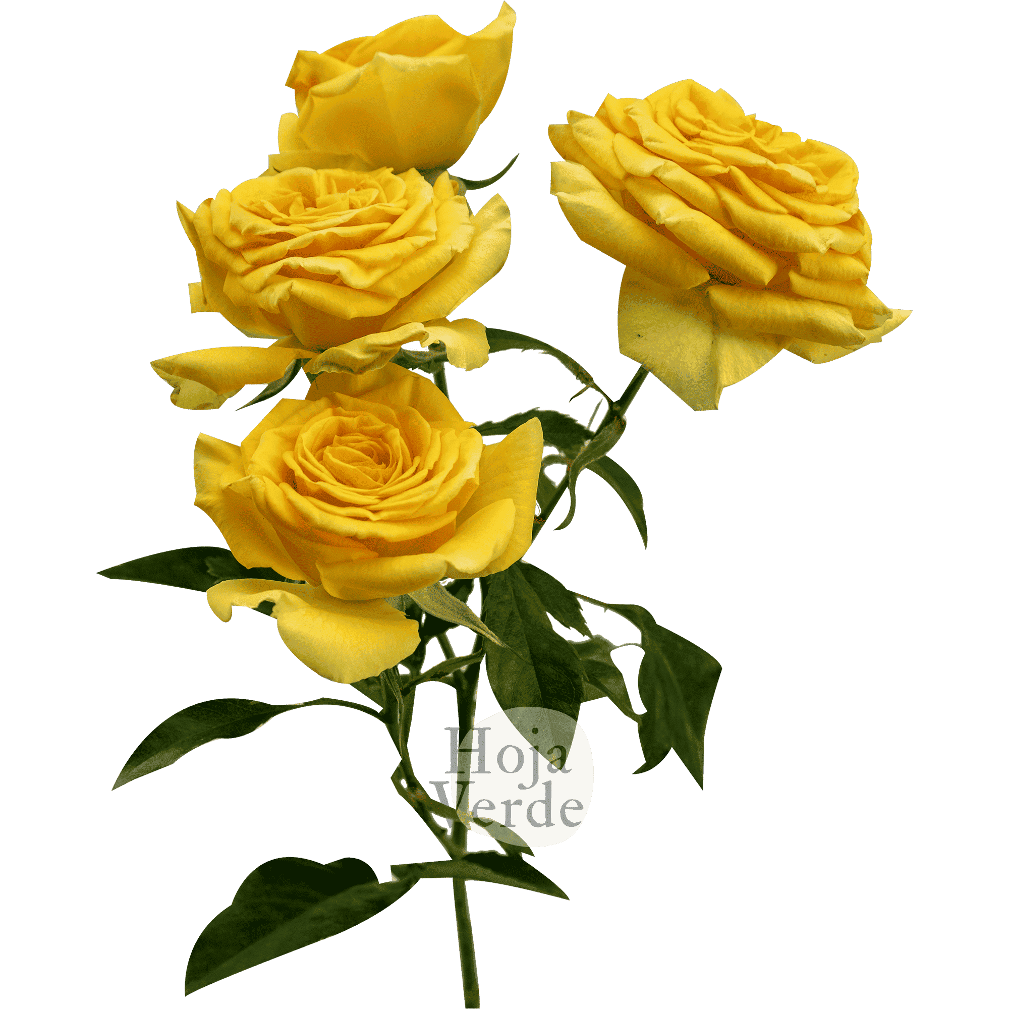 Brilliant Stars Leo vivid yellow, premium Ecuadorian spray rose by Hoja Verde