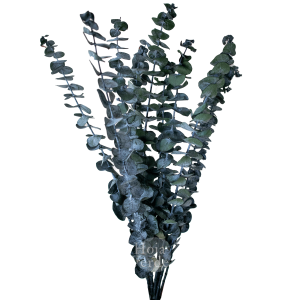 Ecuadorian Preserved Flowers by Hoja Verde