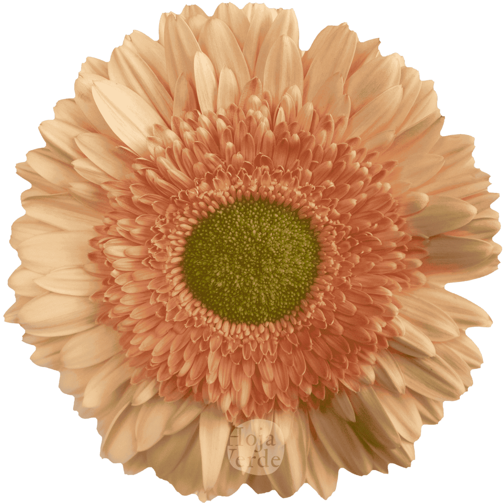 Carlita, peach gerbera grown in Ecuador by Hoja Verde