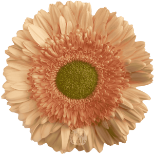 Carlita, peach gerbera grown in Ecuador by Hoja Verde