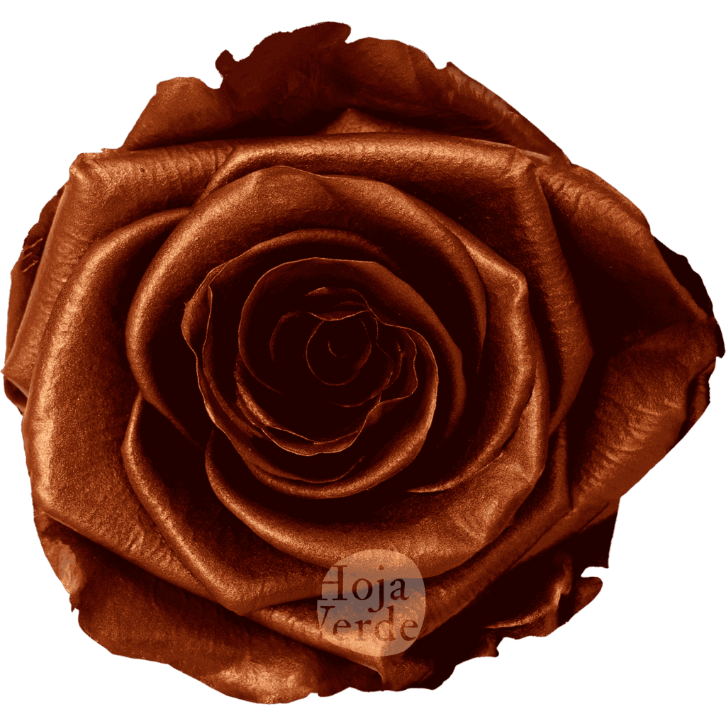 Copper by Hoja Verde, preserved Ecuadorian rose painted with a metallic copper finish for an electric