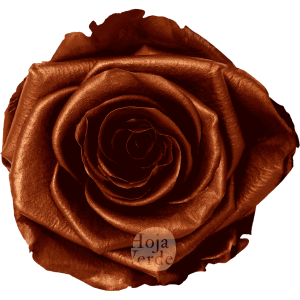 Copper by Hoja Verde, preserved Ecuadorian rose painted with a metallic copper finish for an electric