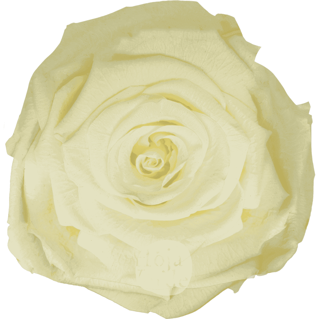 Crème de la Crème by Hoja Verde, Ecuadorian Preserved & Tinted Rose in soft pastel cream