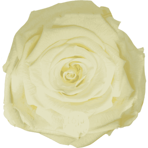 Crème de la Crème by Hoja Verde, Ecuadorian Preserved & Tinted Rose in soft pastel cream
