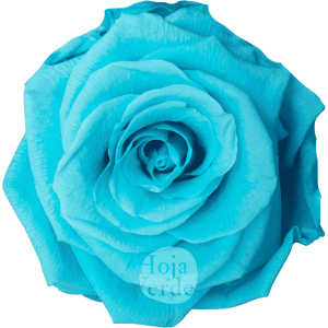 Cyan by Hoja Verde, Ecuadorian Preserved & Tinted Rose in vibrant cyan blue