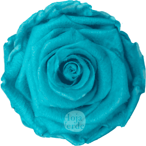 Teddy Cyan preserved rose — vibrant cyan blue tone with velvety, fluffy texture by Hoja Verde