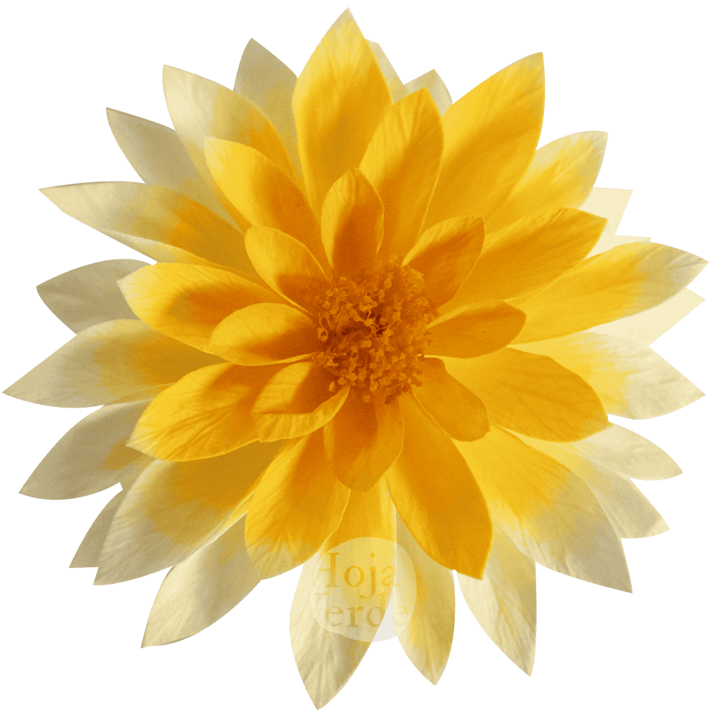 Dahlia Chroma Orange – light orange preserved dahlia by Hoja Verde