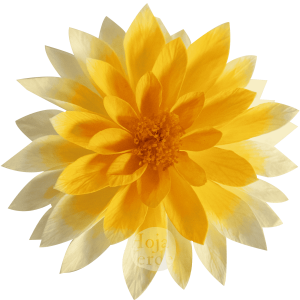 Dahlia Chroma Orange – light orange preserved dahlia by Hoja Verde