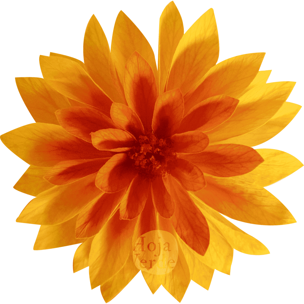 Dahlia Chroma Light Red – orange preserved dahlia by Hoja Verde