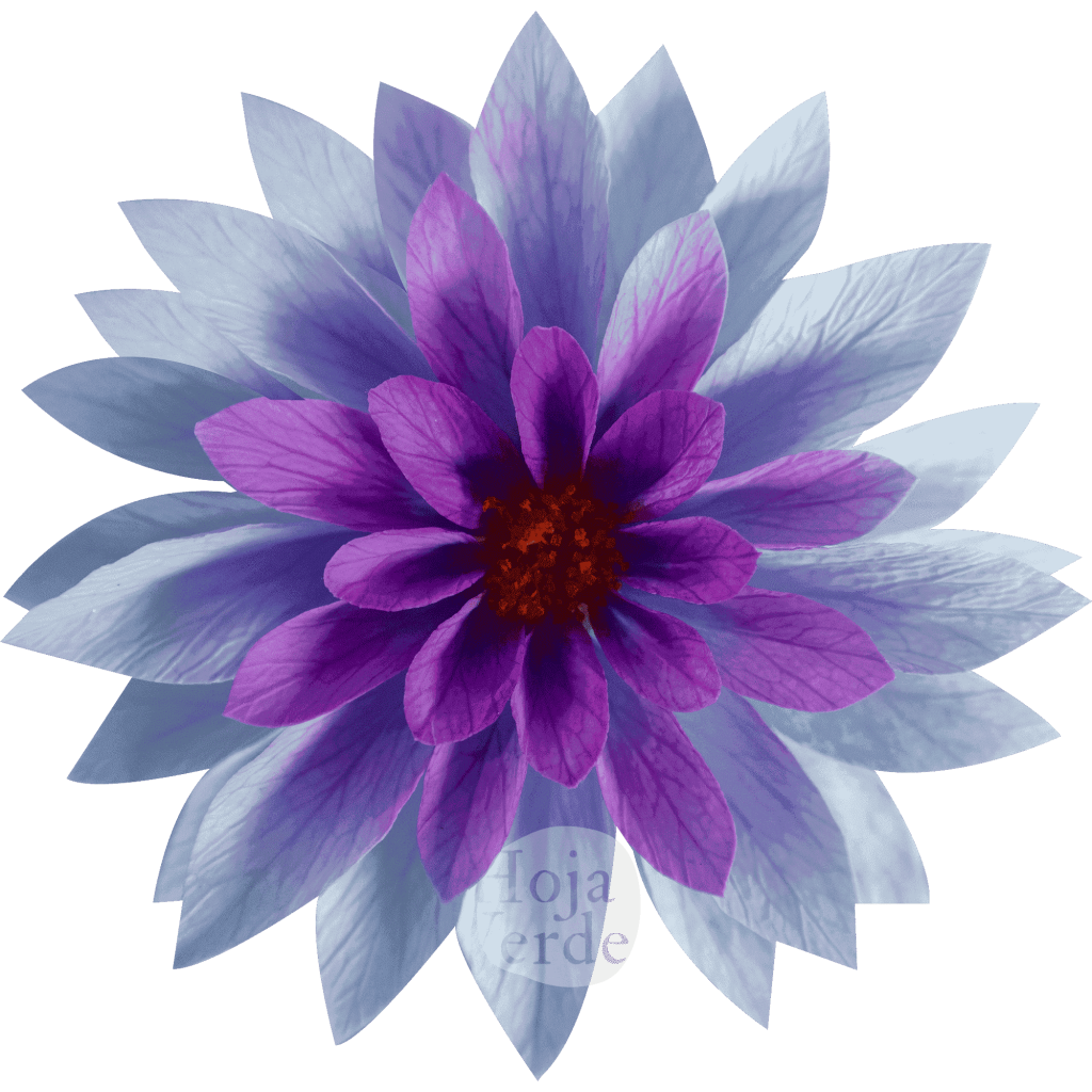 Dahlia Chroma Lila – purple preserved dahlia by Hoja Verde