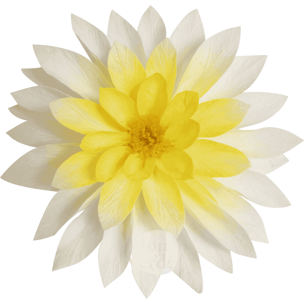 Dahlia Chroma Sunny – pastel yellow preserved dahlia by Hoja Verde