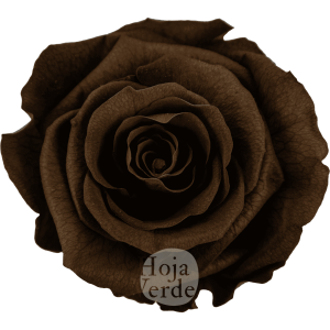 Dark Amber by Hoja Verde, Ecuadorian Preserved & Tinted Rose