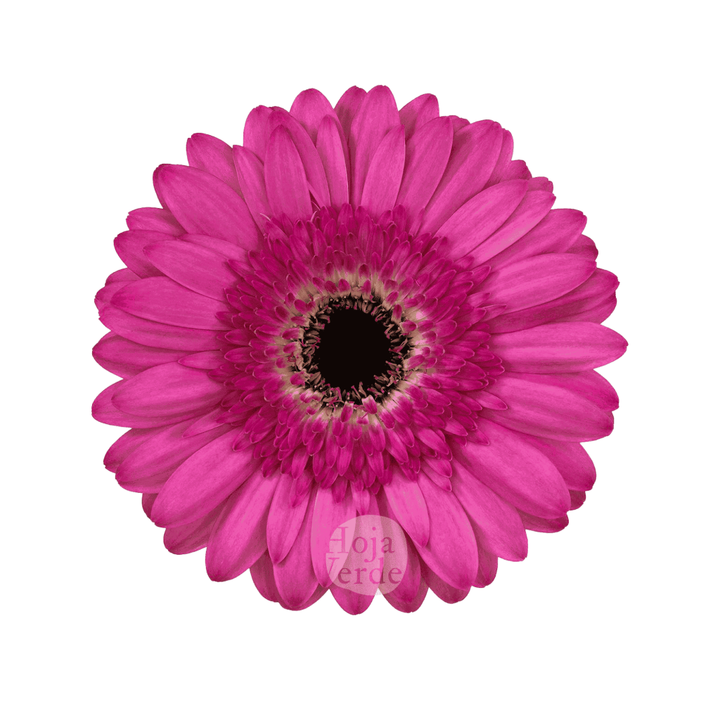 Delina, pink gerbera grown in Ecuador by Hoja Verde