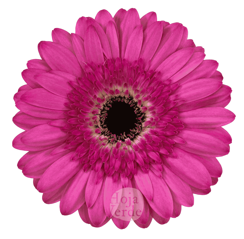 Delina, pink gerbera grown in Ecuador by Hoja Verde