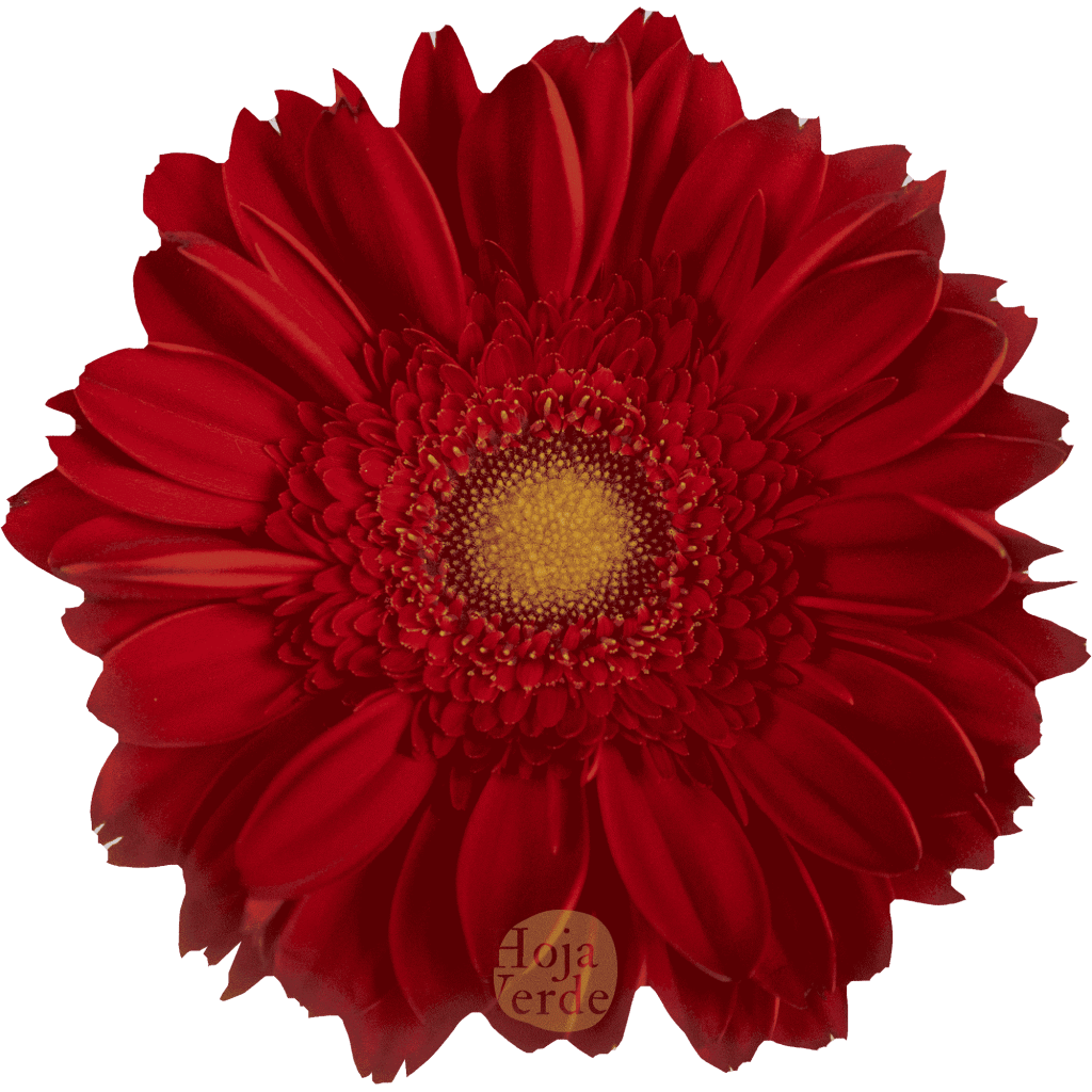 Dinero, red gerbera grown in Ecuador by Hoja Verde